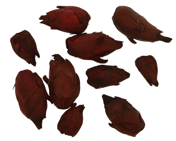 Abacaxizinho (flor de jatobá) vinho - Pacote 30 sementes